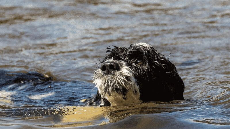 A photo of a Portuguese Water Dog swimming in the water.