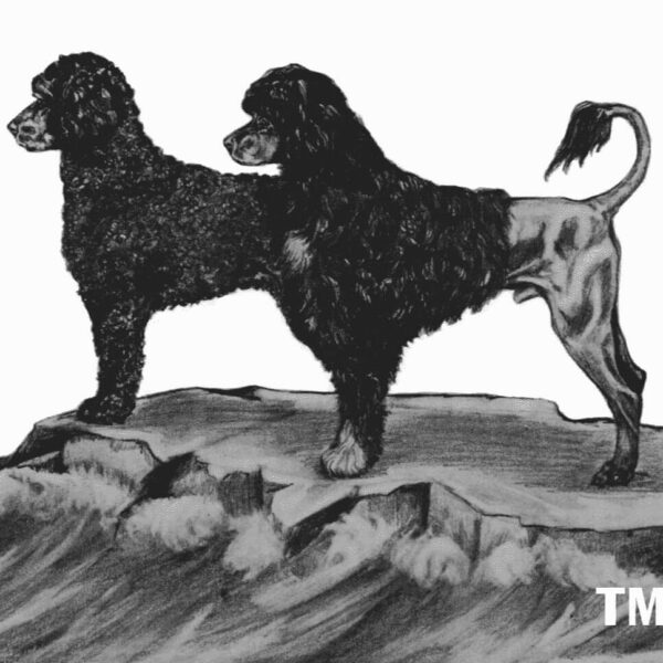 Picture of Portuguese Water Dog Club of America