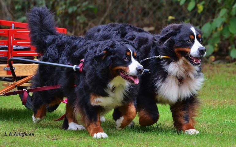 Bernese Mountain Dogs pulling a cart in drafting work dog sport