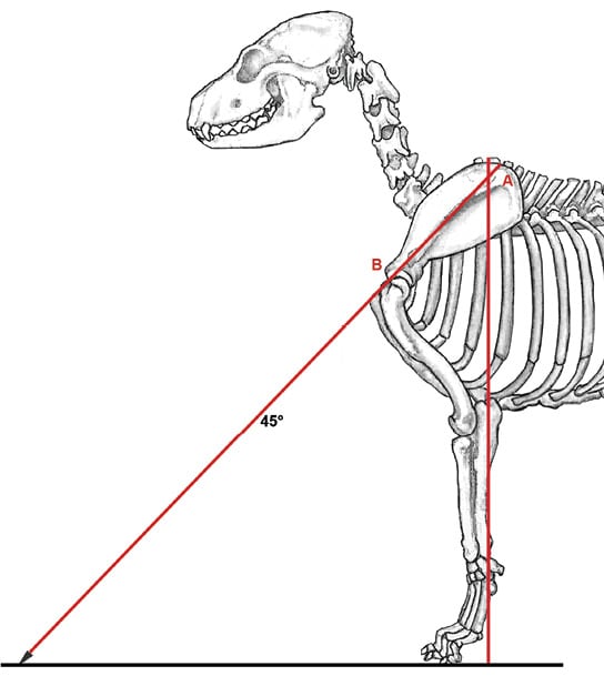 Canine Fronts Part II A Well Laid Back Shoulder Showsight