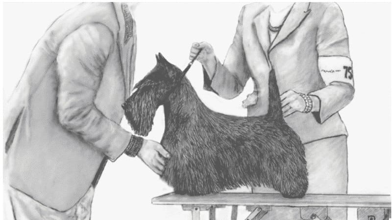 Illustrated photo of the Scottish Terrier being judged.