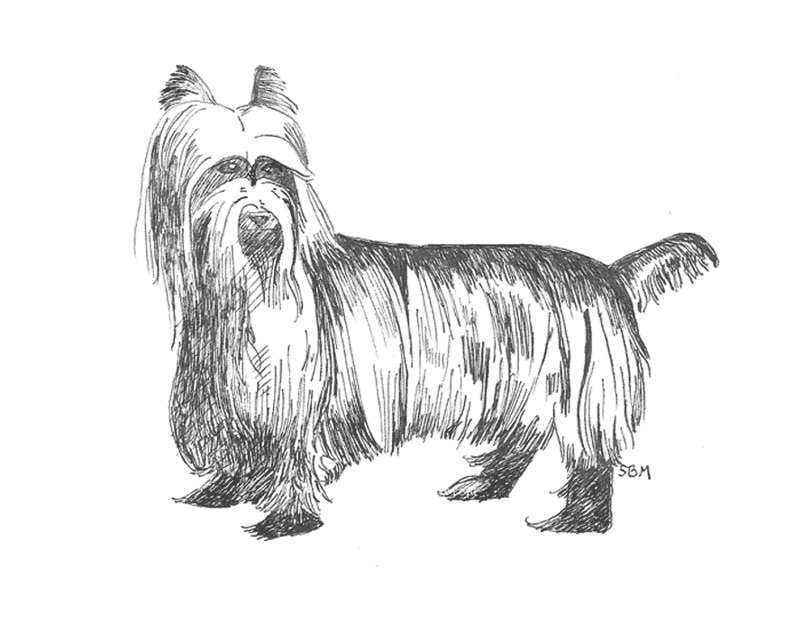 Silky Terrier origins