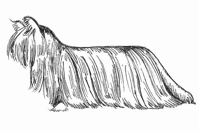 Paisley terrier illustration