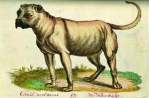 dogs influenced boerboel
