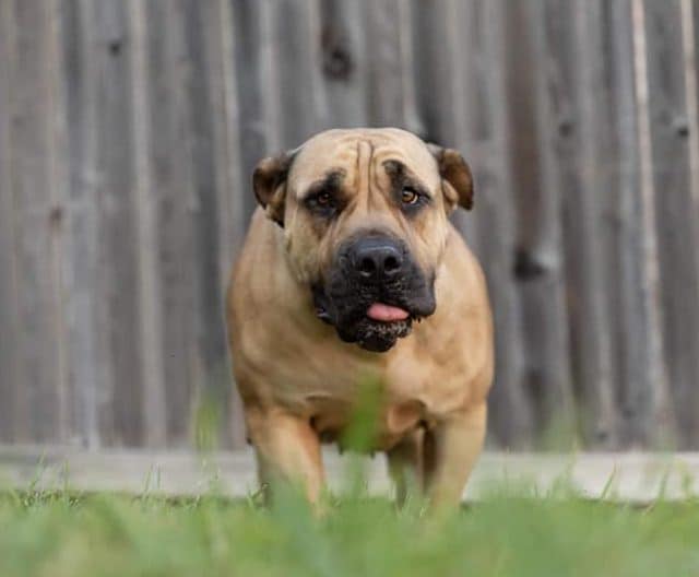 Giant Paws Boerboel Rescue,