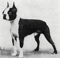 Boston Terrier History
