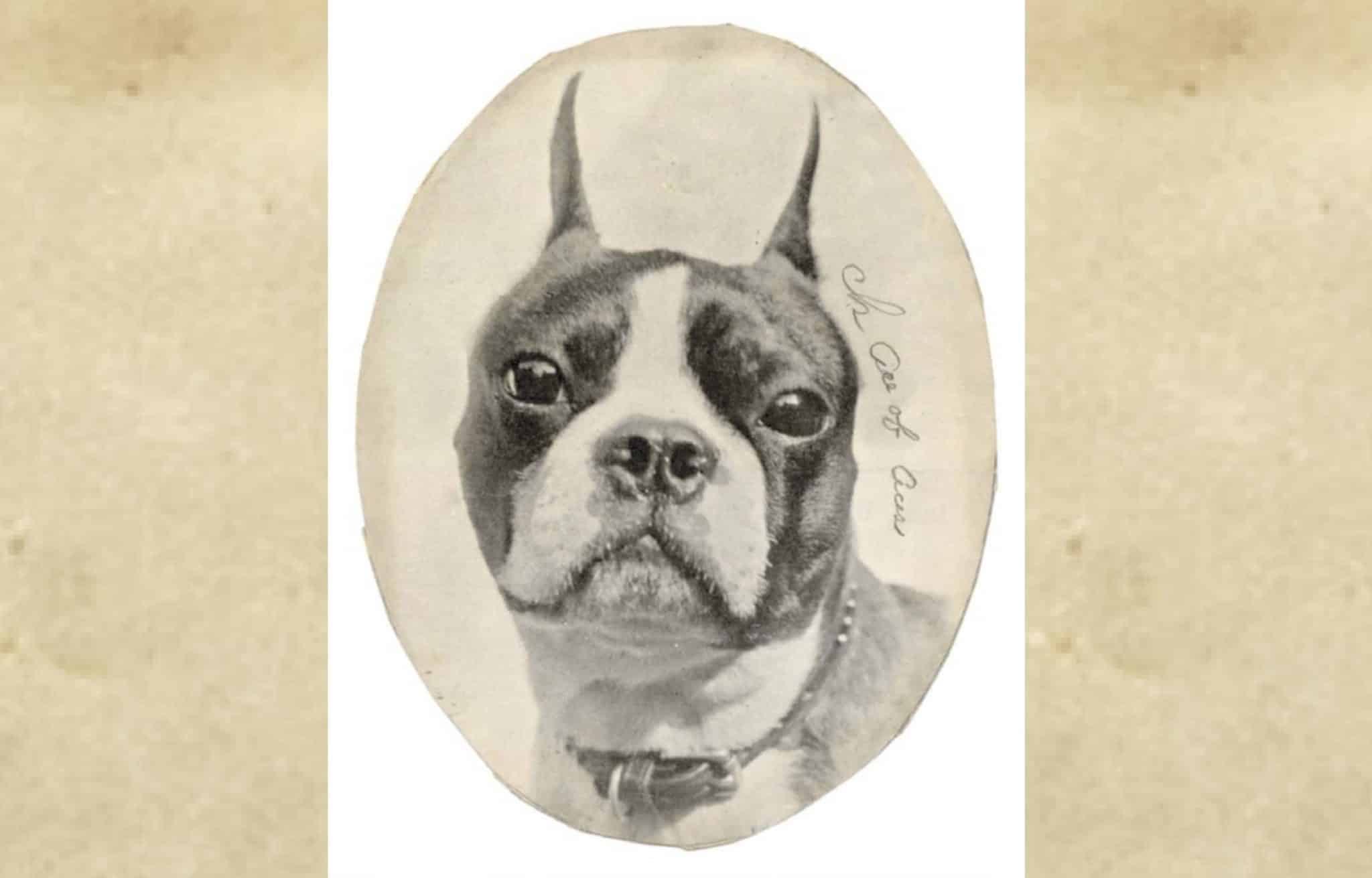 Historic photo of a Boston Terrier