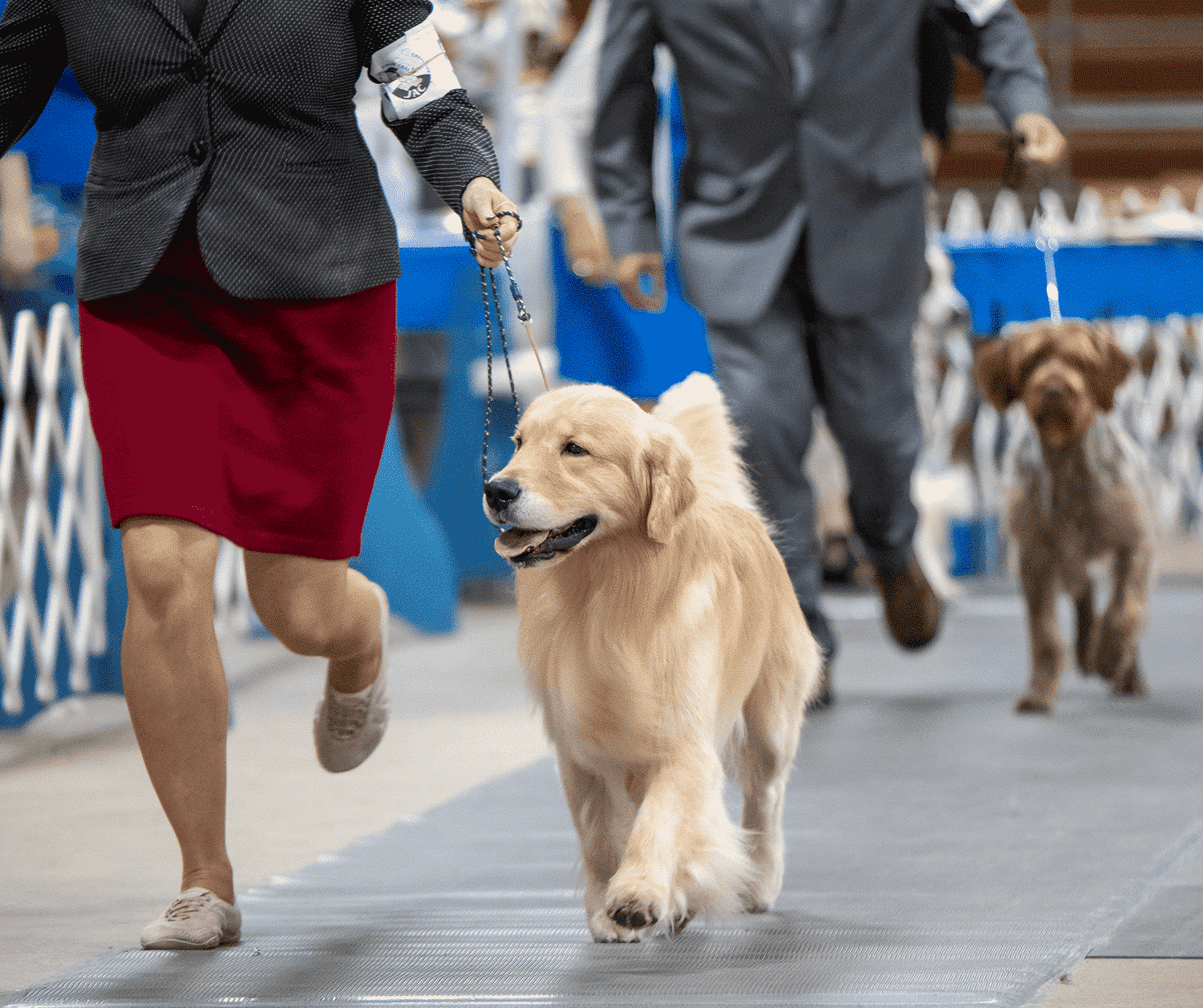 Showing Dogs for Friends | It usually begins innocently enough. You’re showing your dog when you’re spotted by a member of your local all-breed club