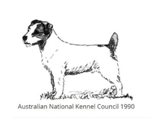 russell terrier breed standard