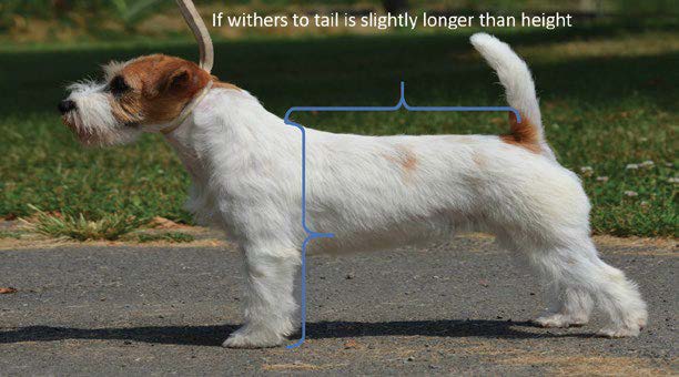 russell terrier breed standard