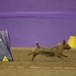 australian terrier performance