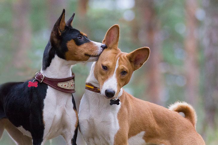 Basenji Colors and Markings - From Standard to Rare Coats
