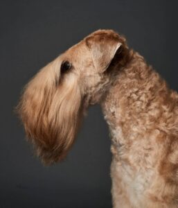 Soft Coated Wheaten Terrier | What's Under that Coat?