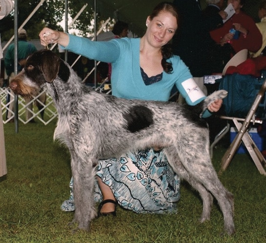 german wirehaired pointer coat