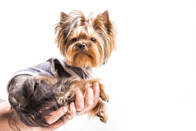 Yorkie Survey by Showsight | Describe the breed in three words? Drop coat—blue and tan, compact Toy Terrier and self importance.