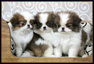 Maintaining and Improving Dog Breeds