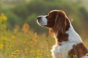 Irish Red and White Setter in the field