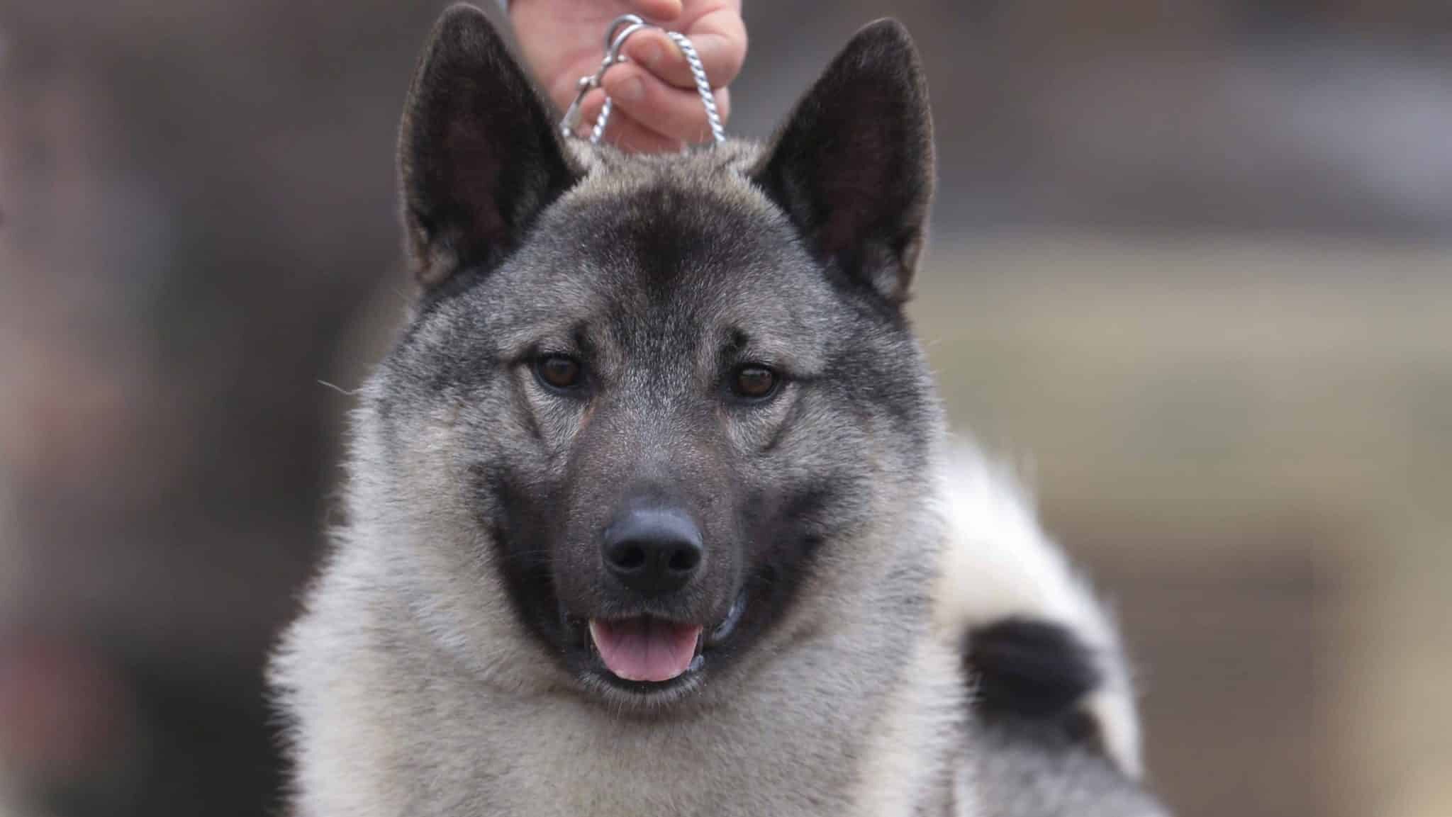 Black norwegian elkhound orders breeders