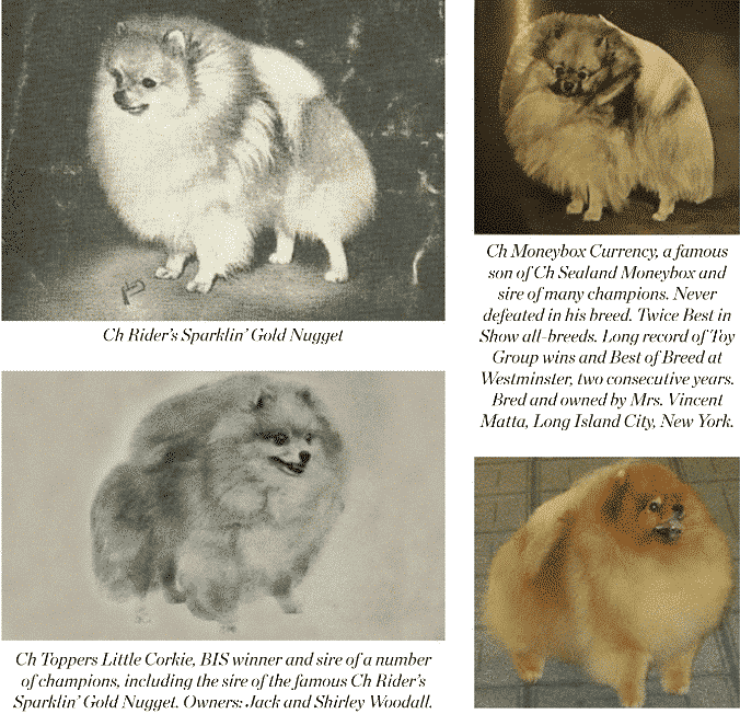 Pomeranians Past