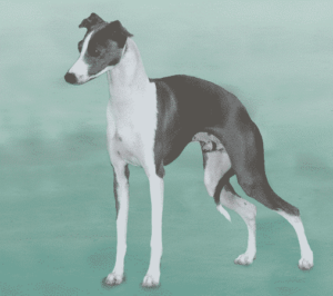 image from the Italian Greyhound Standard