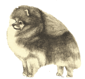 Pomeranian | Start in Whelping Box & Not In The Show Ring