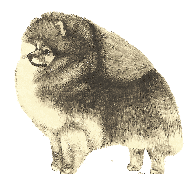 Pomeranian | Start in Whelping Box & Not In The Show Ring