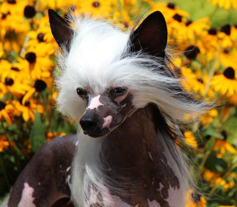 Chinese Crested Dog Breed Judging Dog Shows