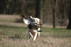 Labrador Retriever Dog With Bird In Jaw