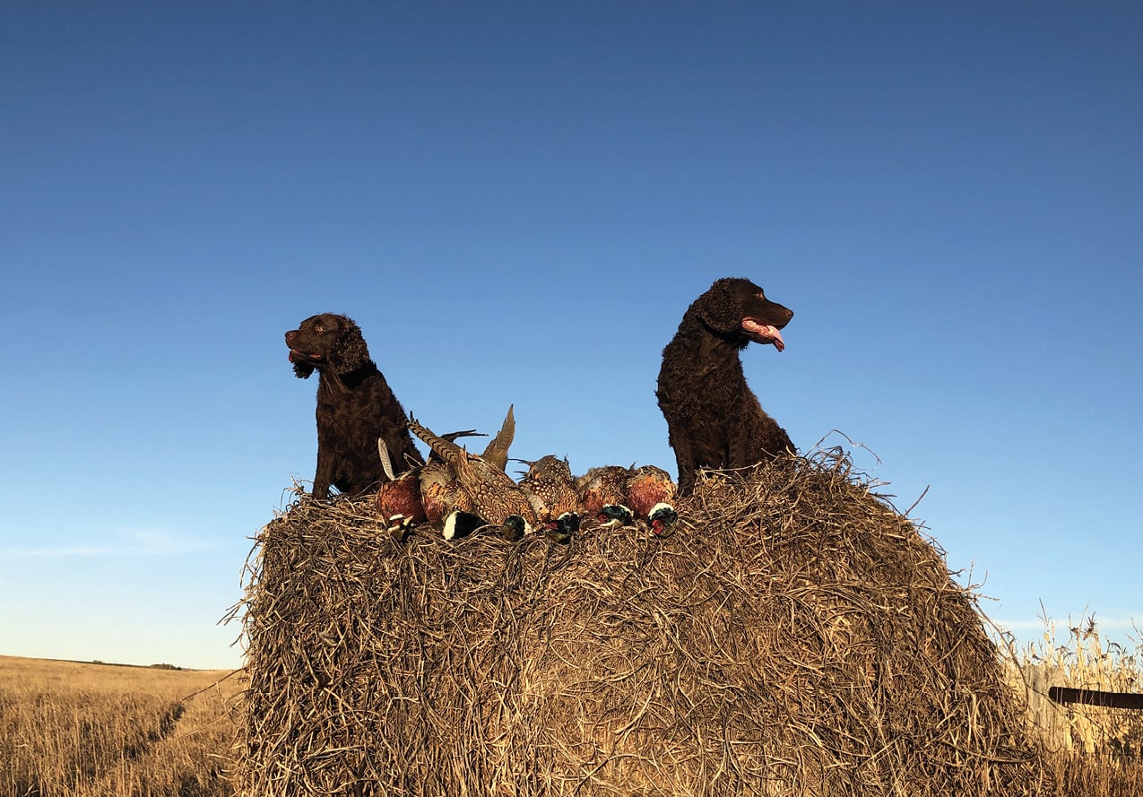 The Best Hunting Dog Amercian Water Spaniel
