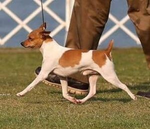 Judging the Toy Fox Terrier