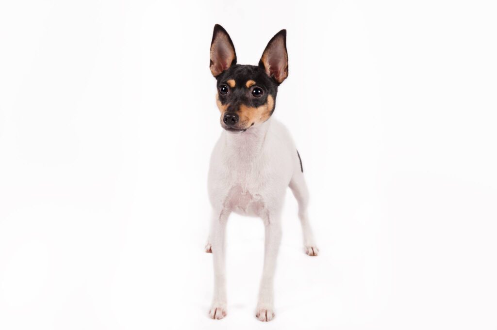 Judging the Toy Fox Terrier