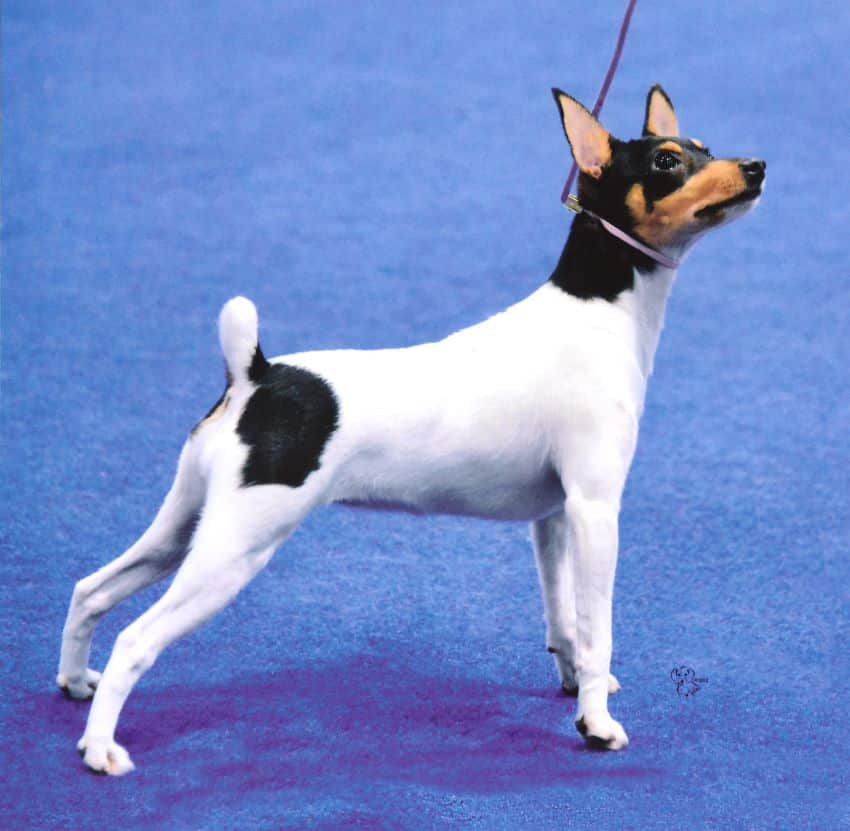 The Toy Fox Terrier