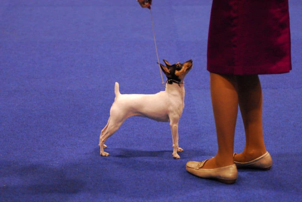 How The Toy Fox Terrier Is Judged