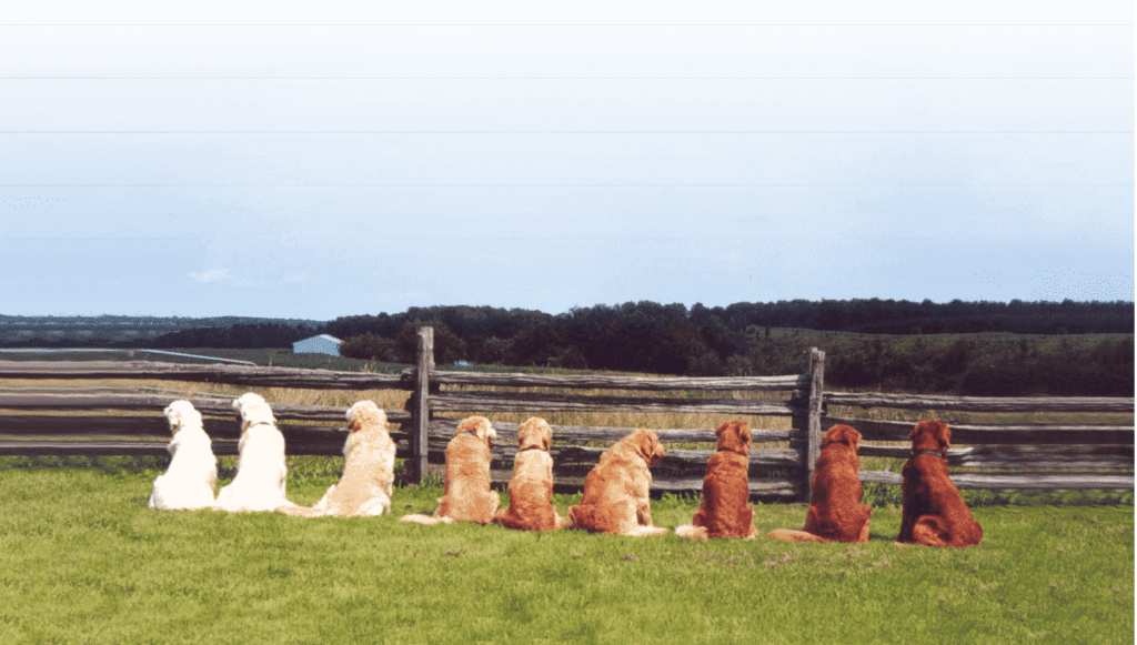 Golden Retriever Dogs in a field