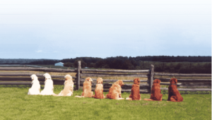 Golden Retriever Dogs in a field