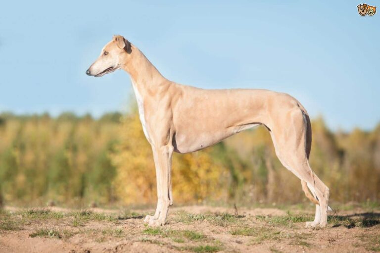 sighthound review ads