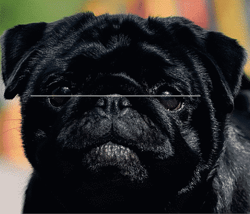 What makes a Pug | Round Head, Square Body, Curly Tail