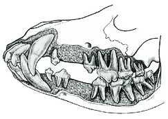 Canine Dentition