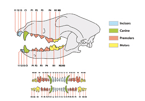 What's the big deal about canine dentition? - Showsight