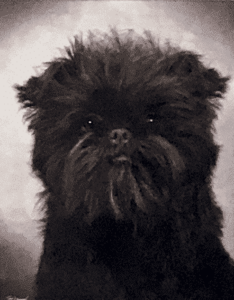 Affenpinscher Breed Type