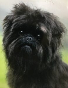 Affenpinscher Breed Type