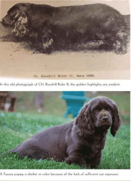 Why do Sussex Spaniels Look So Sad?