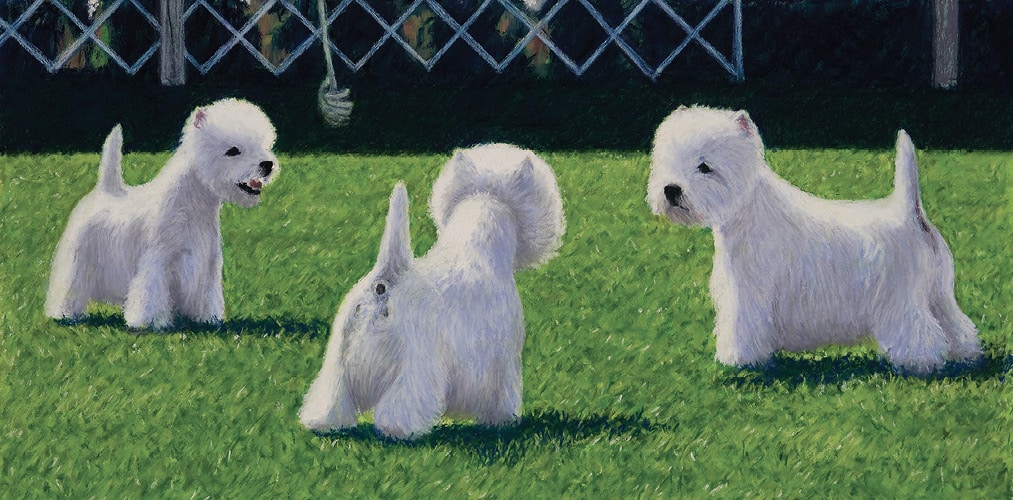 West Highland White Terrier Judging Guide