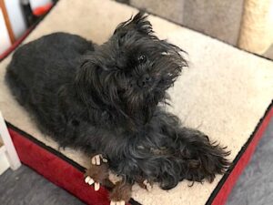 Image of Toy Dog Affenpinscher named Busby