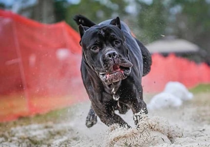Cane Corso size
