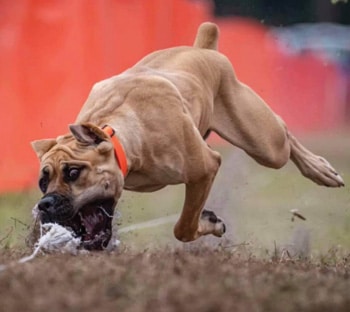 Cane Corso size