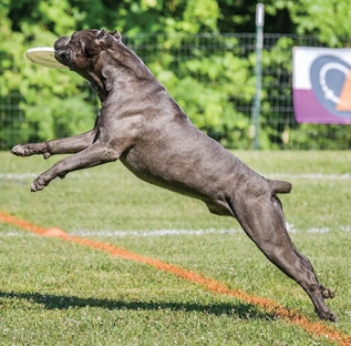 Cane Corso size