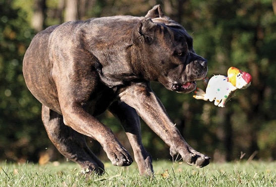 Cane Corso size