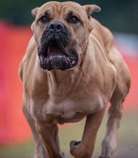 Cane Corso size