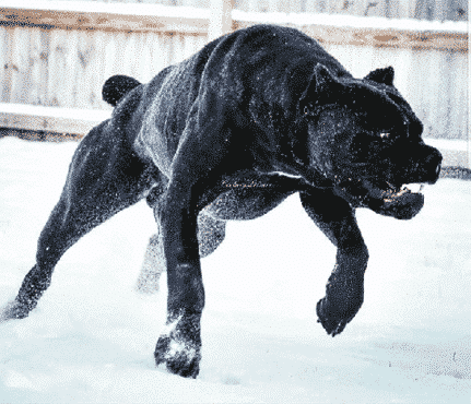 Cane Corso size